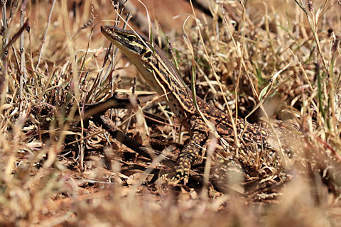 Yellow-spotted Monitor (Varanus panoptes)